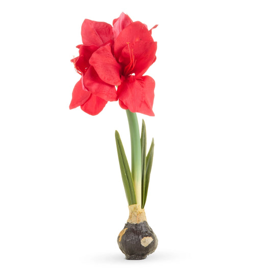 RI Red Amaryllis Bulb