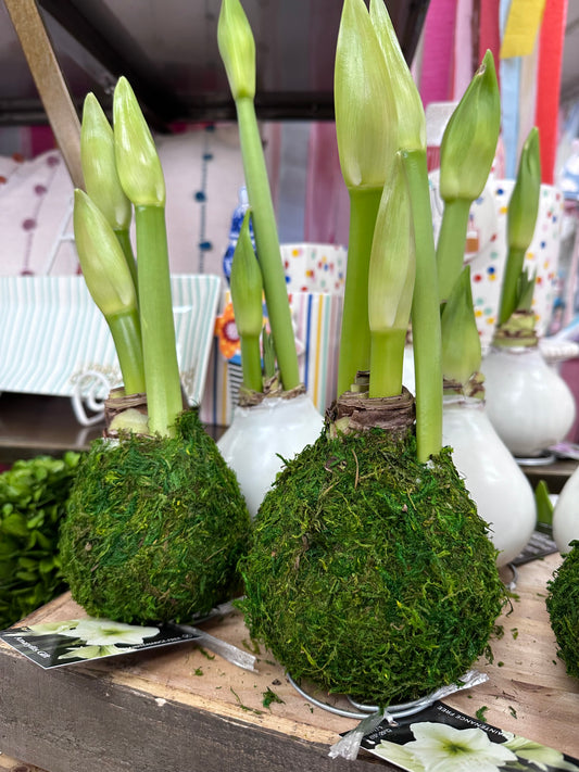 moss bulbs
