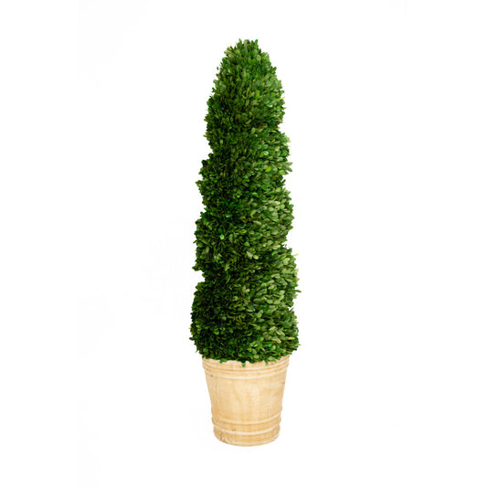 Boxwood topiary small