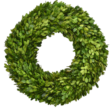 Boxwood wreath 16 inch