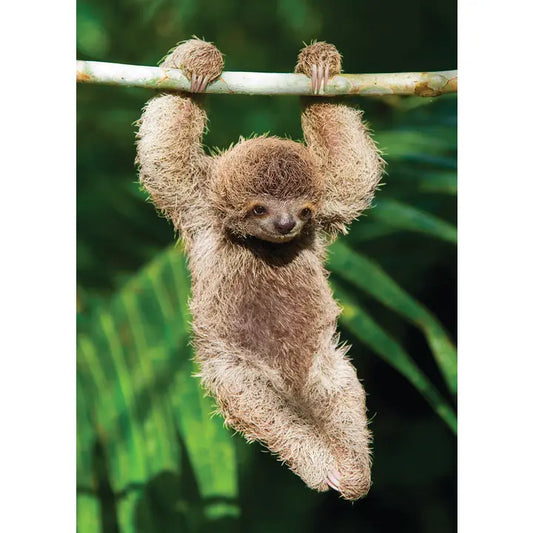 DD Hang In There Sloth Card